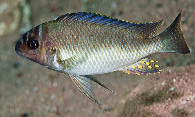 Petrochromis orthognathus 'Cape Bangwe'
